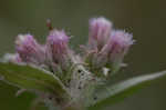 Rosy camphorweed